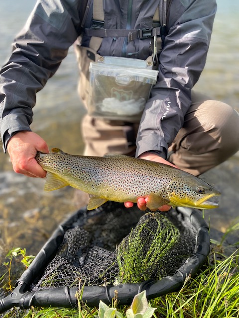Årets fjällfiske – en sammanfattning